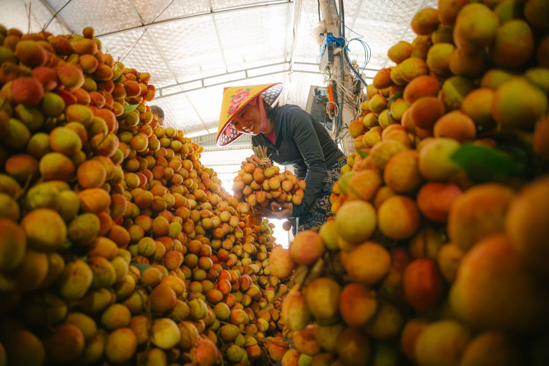 Kiểm dịch thực vật xuất khẩu (Phytosanitary): Quy trình chi tiết và hồ sơ cần chuẩn bị